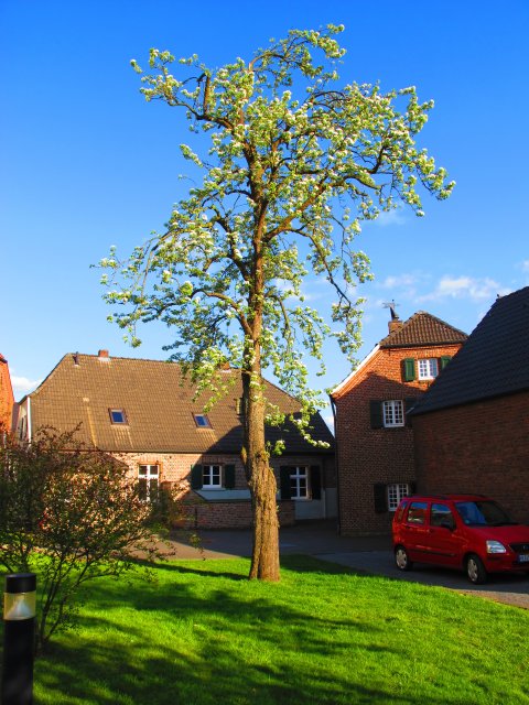 Birnenbaum 2015